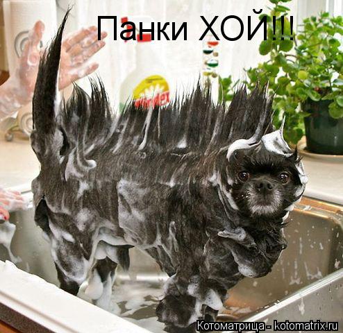 Панки ХОЙ!!!... Котоматрица: Панки ХОЙ!!!