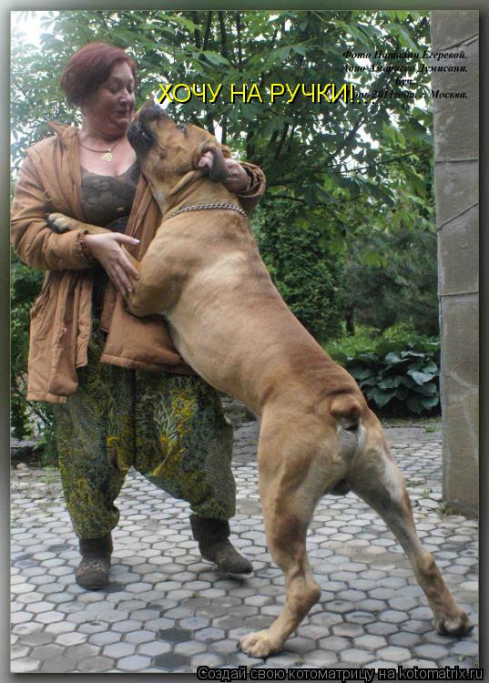Котоматрица: ХОЧУ НА РУЧКИ!...