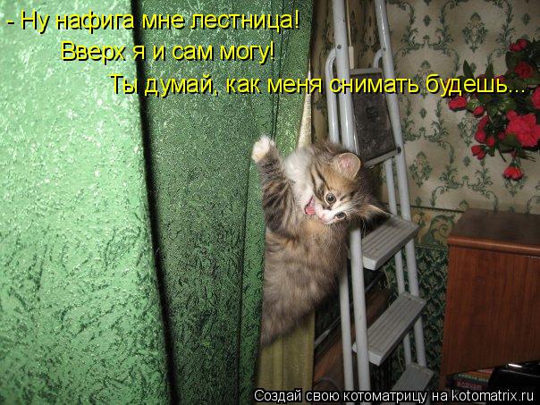 Котоматрица: - Ну нафига мне лестница! Ты думай, как меня снимать будешь... Вверх я и сам могу!