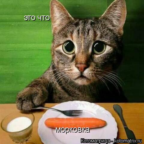это что это что морковка... Котоматрица: это что это что морковка