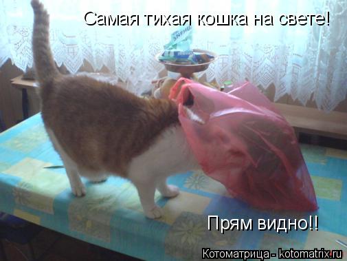 Котоматрица: Самая тихая кошка на свете! Прям видно!!