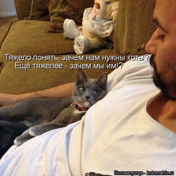 Ещё тяжелее - зачем мы им!? Тяжело понять, зачем нам нужны коты?... Котоматрица: Ещё тяжелее - зачем мы им!? Тяжело понять, зачем нам нужны коты?