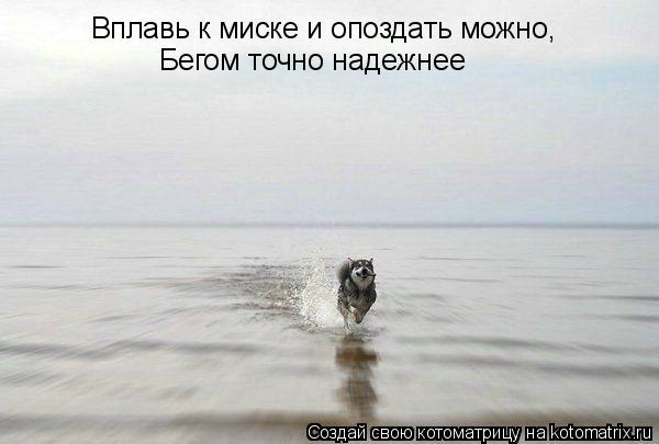 Вплавь к миске и опоздать можно, Бегом точно надежнее... Котоматрица: Вплавь к миске и опоздать можно, Бегом точно надежнее