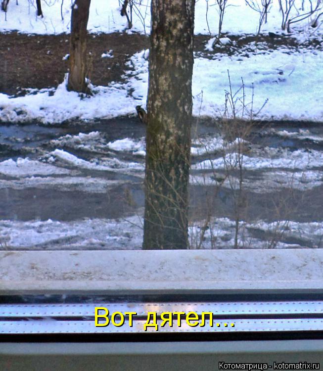 Вот дятел...... Котоматрица: Вот дятел...