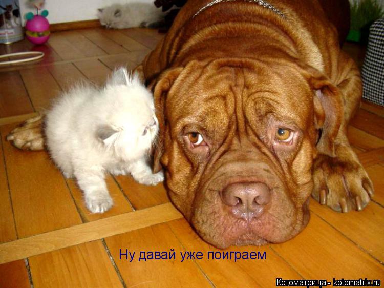 Котоматрица: Ну давай уже поиграем