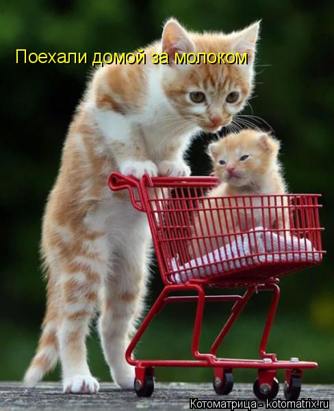 Котоматрица: Поехали домой за молоком