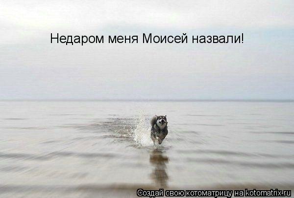 Котоматрица: Недаром меня Моисей назвали!