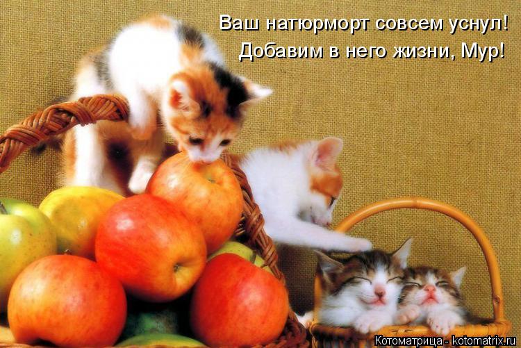 Ваш натюрморт совсем уснул! Добавим в него жизни, Мур!... Котоматрица: Ваш натюрморт совсем уснул! Добавим в него жизни, Мур!