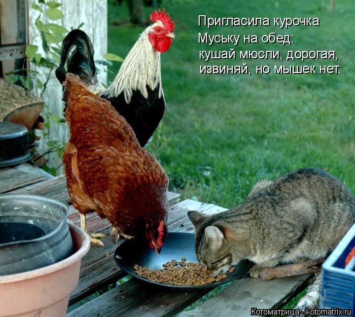 Пригласила курочка Муську на обед: кушай мюсли, дорогая, извиняй, но мышек нет.... Котоматрица: Пригласила курочка Муську на обед: кушай мюсли, дорогая, извиняй, но мышек нет.