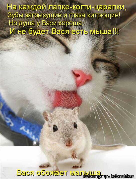 Котоматрица: На каждой лапке-когти-царапки, Зубы загрызущие и глаза хитрющие! Но душа у Васи хороша, И не будет Вася есть мыша!!! Вася обожает малыша.