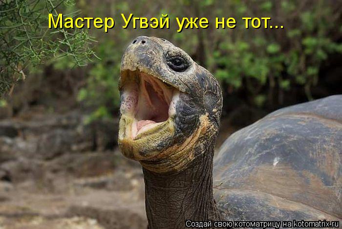 Котоматрица: Мастер Угвэй уже не тот...