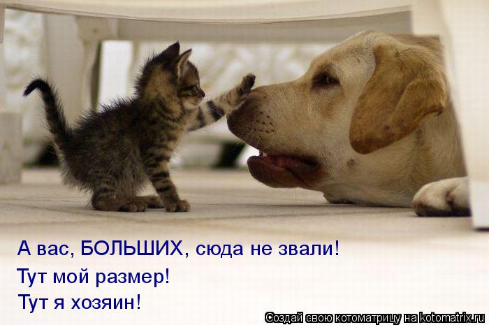 Котоматрица: А вас, БОЛЬШИХ, сюда не звали! Тут мой размер! Тут я хозяин!