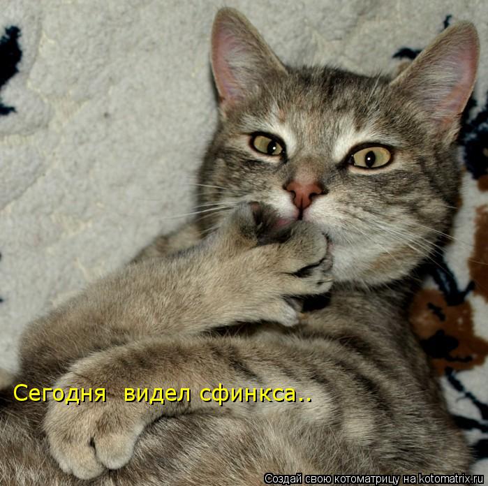 Котоматрица: Сегодня  видел сфинкса..