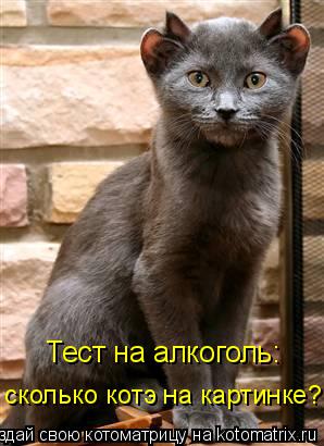 Котоматрица: Тест на алкоголь: сколько котэ на картинке?