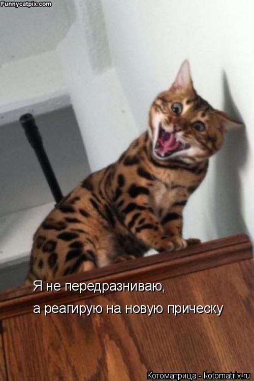 Котоматрица: Я не передразниваю,  а реагирую на новую прическу