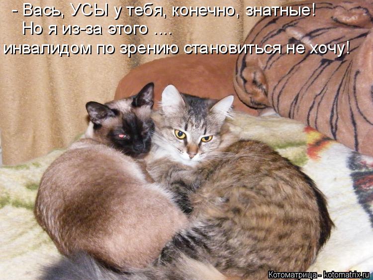 Котоматрица: - Вась, УСЫ у тебя, конечно, знатные! Но я из-за этого .... инвалидом по зрению становиться не хочу!