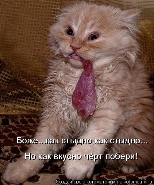 Котоматрица: Боже...как стыдно,как стыдно... Но как вкусно чёрт побери!