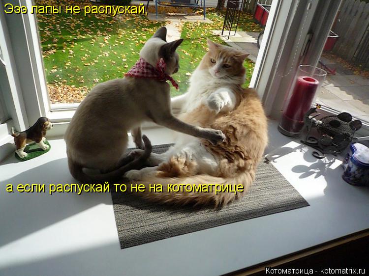 Котоматрица: Эээ лапы не распускай, а если распускай то не на котоматрице