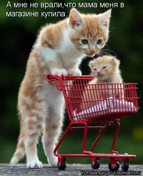 А мне не врали,что мама меня в магазине купила...... Котоматрица: А мне не врали,что мама меня в магазине купила...