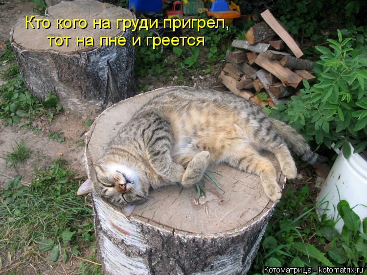 Котоматрица: Кто кого на груди пригрел, тот на пне и греется