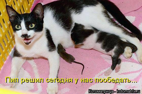 Котоматрица: Пип решил сегодня у нас пообедать...