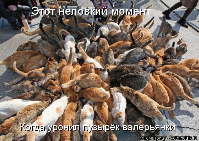 Котоматрица: Этот неловкий момент Когда уронил пузырёк валерьянки