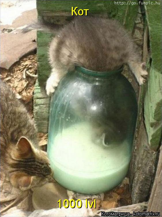 Котоматрица: Кот 1000 lvl