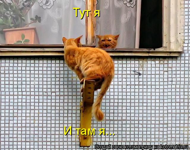 Котоматрица: Тут я И там я...