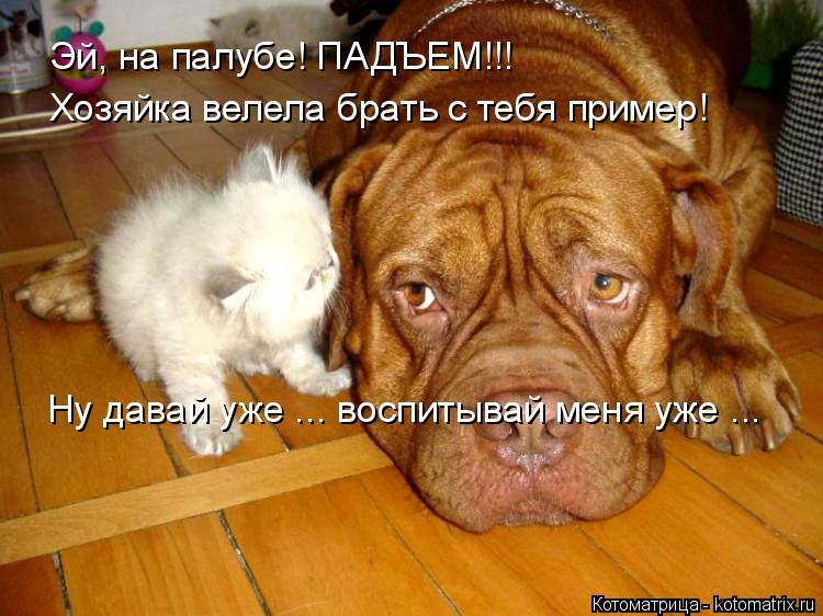 Хозяйка велела брать с тебя пример! Ну давай уже ... воспитывай меня уже ... Эй, на палубе! ПАДЪЕМ!!!... Котоматрица: Хозяйка велела брать с тебя пример! Ну давай уже ... воспитывай меня уже ... Эй, на палубе! ПАДЪЕМ!!!