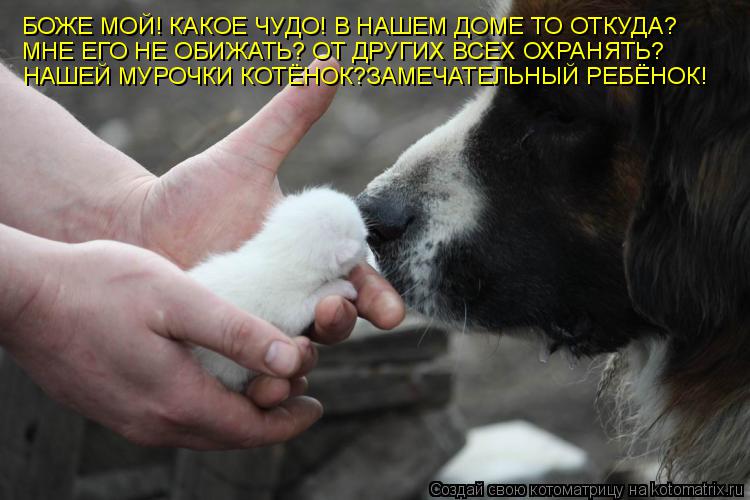 Котоматрица: БОЖЕ МОЙ! КАКОЕ ЧУДО! В НАШЕМ ДОМЕ ТО ОТКУДА? МНЕ ЕГО НЕ ОБИЖАТЬ? ОТ ДРУГИХ ВСЕХ ОХРАНЯТЬ? НАШЕЙ МУРОЧКИ КОТЁНОК?ЗАМЕЧАТЕЛЬНЫЙ РЕБЁНОК!