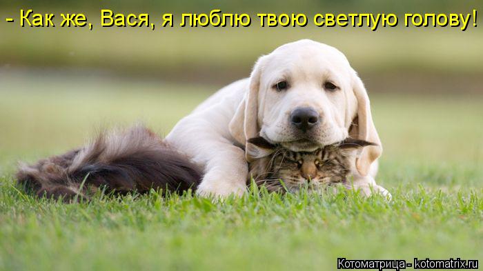 - Как же, Вася, я люблю твою светлую голову!... Котоматрица: - Как же, Вася, я люблю твою светлую голову!