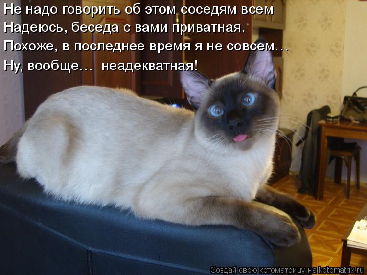 Котоматрица: Не надо говорить об этом соседям всем Надеюсь, беседа с вами приватная. Похоже, в последнее время я не совсем… Ну, вообще…  неадекватная!