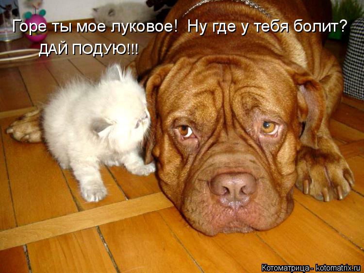 Котоматрица: ДАЙ ПОДУЮ!!! Горе ты мое луковое!  Ну где у тебя болит?