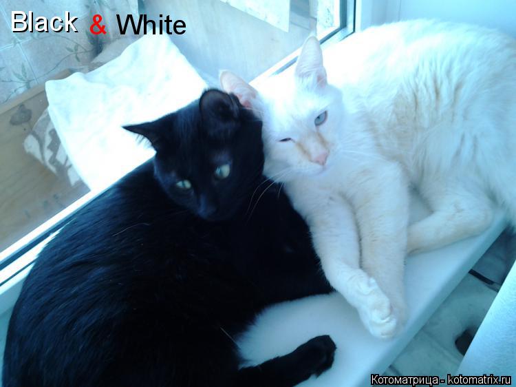 Котоматрица: Black & White