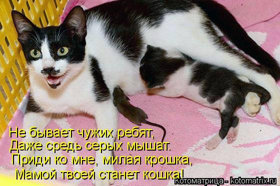 Котоматрица: Не бывает чужих ребят,  Даже средь серых мышат. Приди ко мне, милая крошка, Мамой твоей станет кошка!