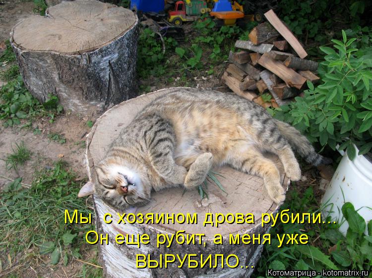 Мы с хозяином дрова рубили... Он еще рубит, а меня уже ВЫРУБИЛО...... Котоматрица: Мы с хозяином дрова рубили... Он еще рубит, а меня уже ВЫРУБИЛО...