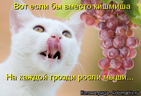Вот если бы вместо кишмиша На каждой грозди росли мыши...... Котоматрица: Вот если бы вместо кишмиша На каждой грозди росли мыши...