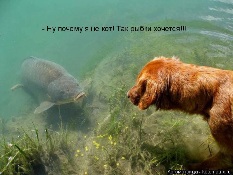 Котоматрица: - Ну почему я не кот! Так рыбки хочется!!!