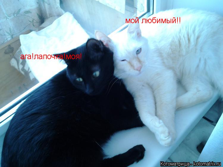 Котоматрица: мой любимый!! ага!лапочка!моя!