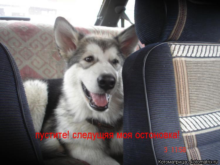 пустите! следущяя моя остоновка!... Котоматрица: пустите! следущяя моя остоновка!