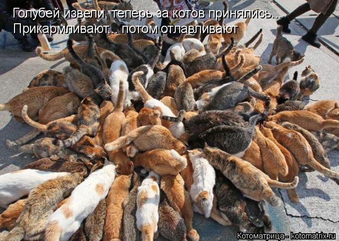 Голубей извели, теперь за котов принялись... Прикармливают... потом отлавливают... Котоматрица: Голубей извели, теперь за котов принялись... Прикармливают... потом отлавливают