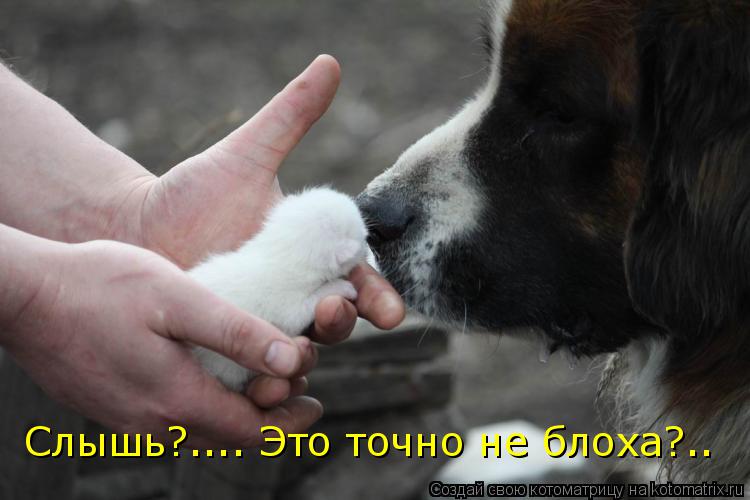 Слышь?.... Это точно не блоха?..... Котоматрица: Слышь?.... Это точно не блоха?..