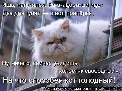 Котоматрица: Ишь, нагулялся. Ра-а-адостный идет.  Два дня гулял — и вот, припёрся.  Ну, ничего, сейчас увидишь,  «холостяк свободный», На что способен кот го