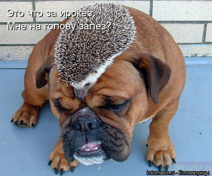 Это что за ирокез, Мне на голову залез?... Котоматрица: Это что за ирокез, Мне на голову залез?