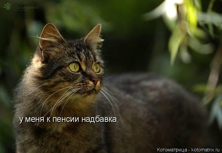 у меня к пенсии надбавка... Котоматрица: у меня к пенсии надбавка