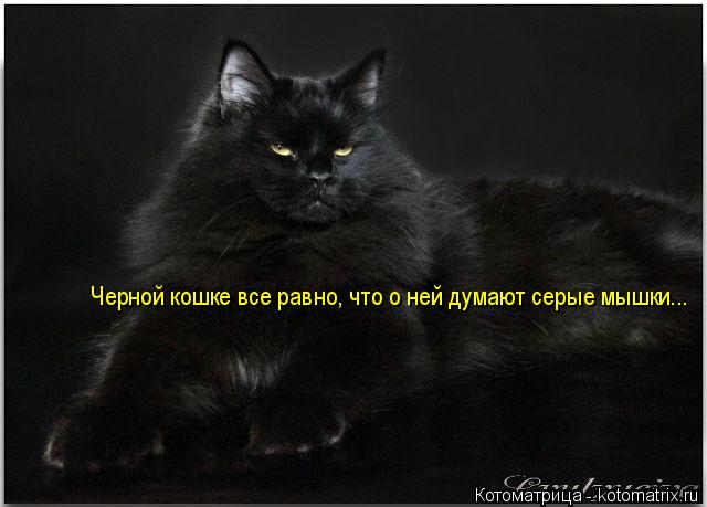 Котоматрица: Черной кошке все равно, что о ней думают серые мышки...