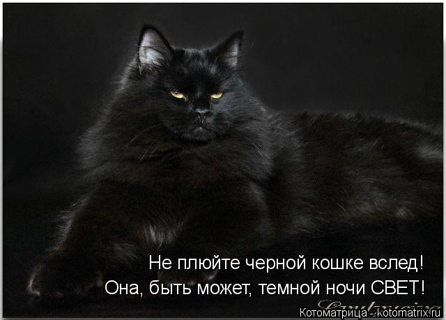 Котоматрица: Не плюйте черной кошке вслед! Она, быть может, темной ночи СВЕТ!