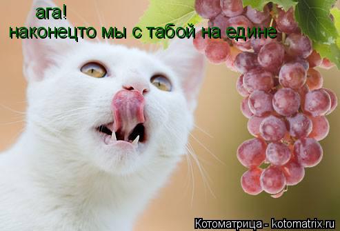 Котоматрица: ага! наконецто мы с табой на едине