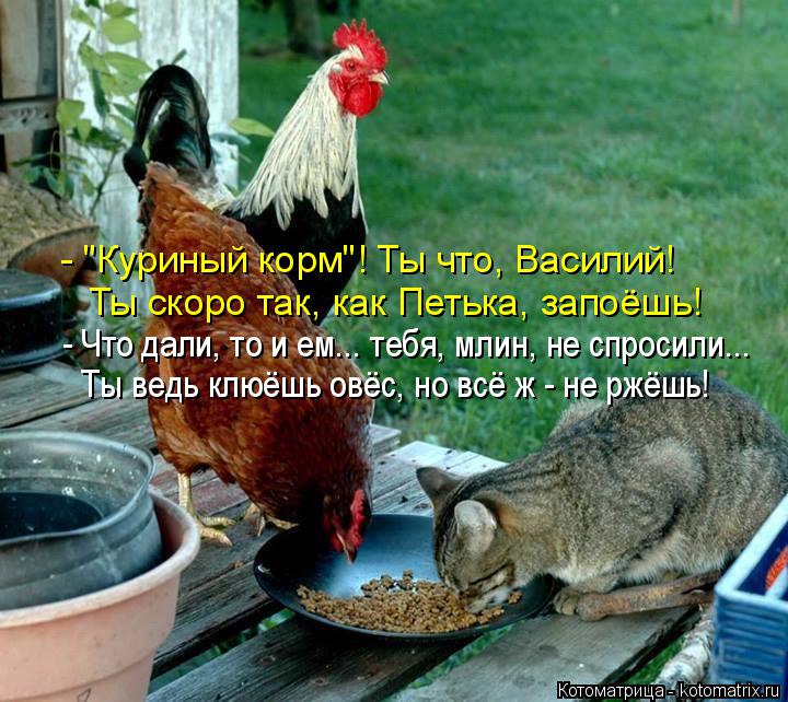 Котоматрица: - "Куриный корм"! Ты что, Василий! Ты скоро так, как Петька, запоёшь! - Что дали, то и ем... тебя, млин, не спросили... Ты ведь клюёшь овёс, но всё ж - н