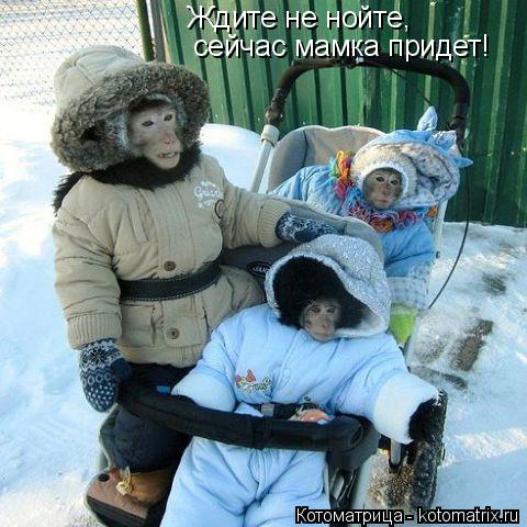 Ждите не нойте, сейчас мамка придет!... Котоматрица: Ждите не нойте, сейчас мамка придет!